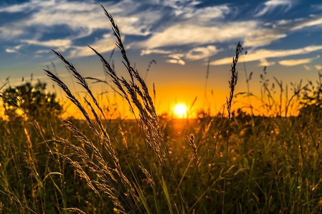 Dane dotyczące herbicydów zwalczających chwasty kukurydziane