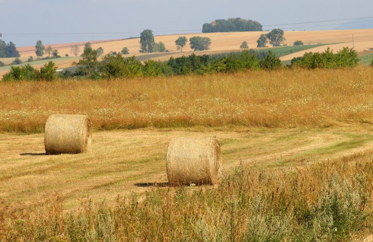 Zwalczanie chwastów dwuliściennych w rzepaku - wiosna